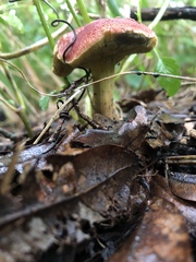 Hortiboletus rubellus image