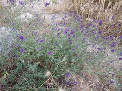 Medicago lessingii