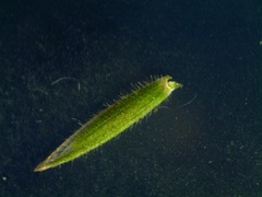 Bromus hordeaceus hordeaceus