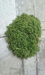 Polycarpon tetraphyllum tetraphyllum