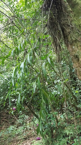 Image of Elleanthus capitatus by (c) Alan Rockefeller, some rights reserved (CC BY)