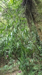 Elleanthus capitatus