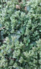 Polycarpon tetraphyllum tetraphyllum