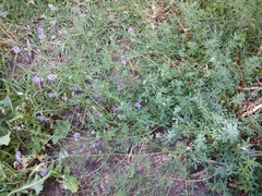 Medicago lessingii