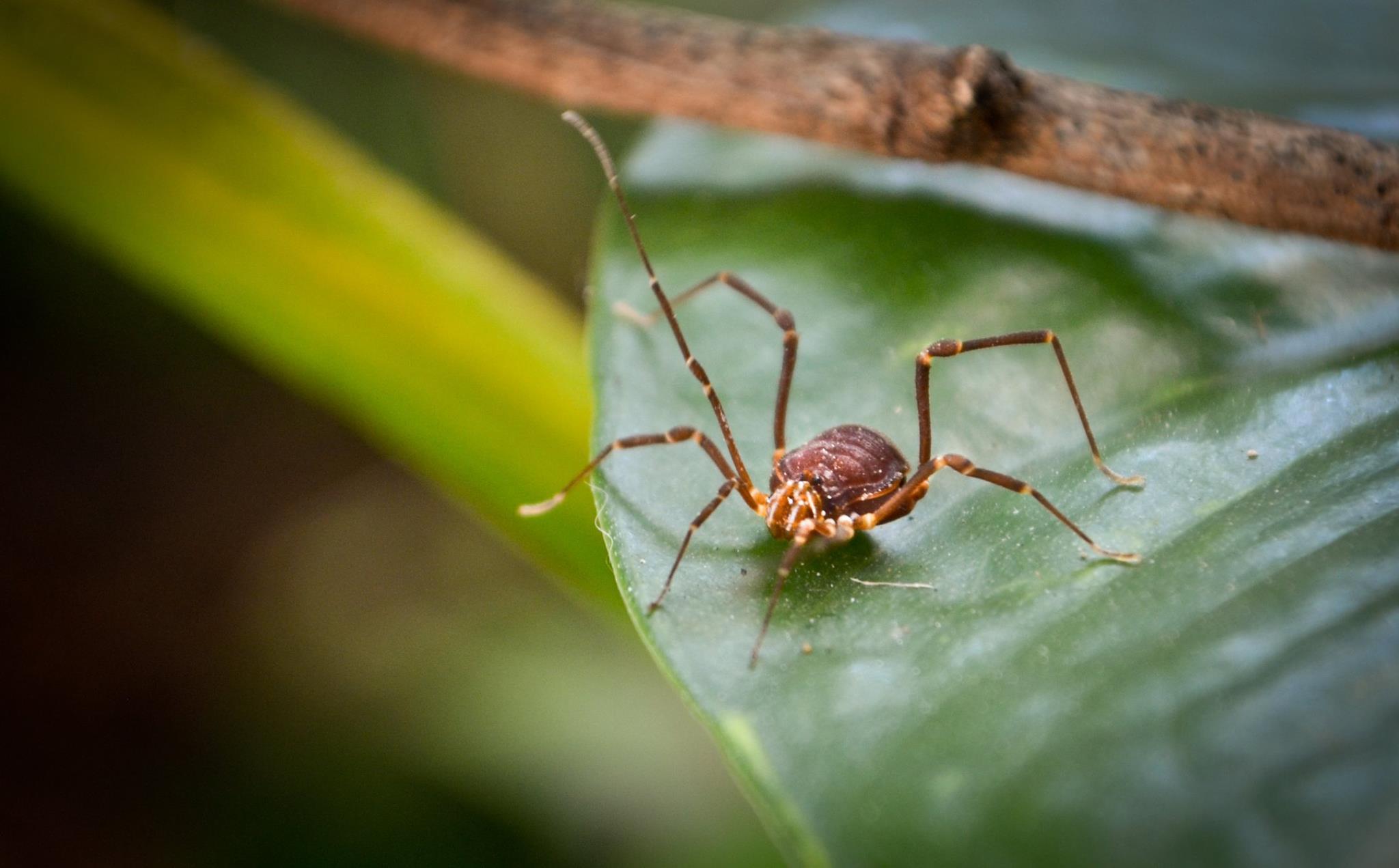 Superfamily Gonyleptoidea · iNaturalist