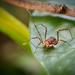 Neopachylinae - Photo (c) silvanach, some rights reserved (CC BY-NC), uploaded by silvanach