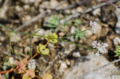 Asperula rumelica