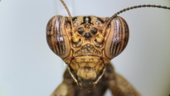 Raptrix