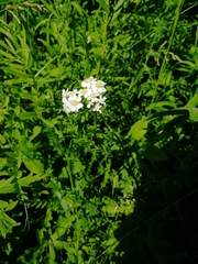 Achillea impatiens