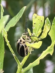 Trirhabda bacharidis