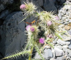 Cirsium eatonii clokeyi