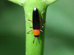Languria angustata