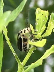 Trirhabda bacharidis