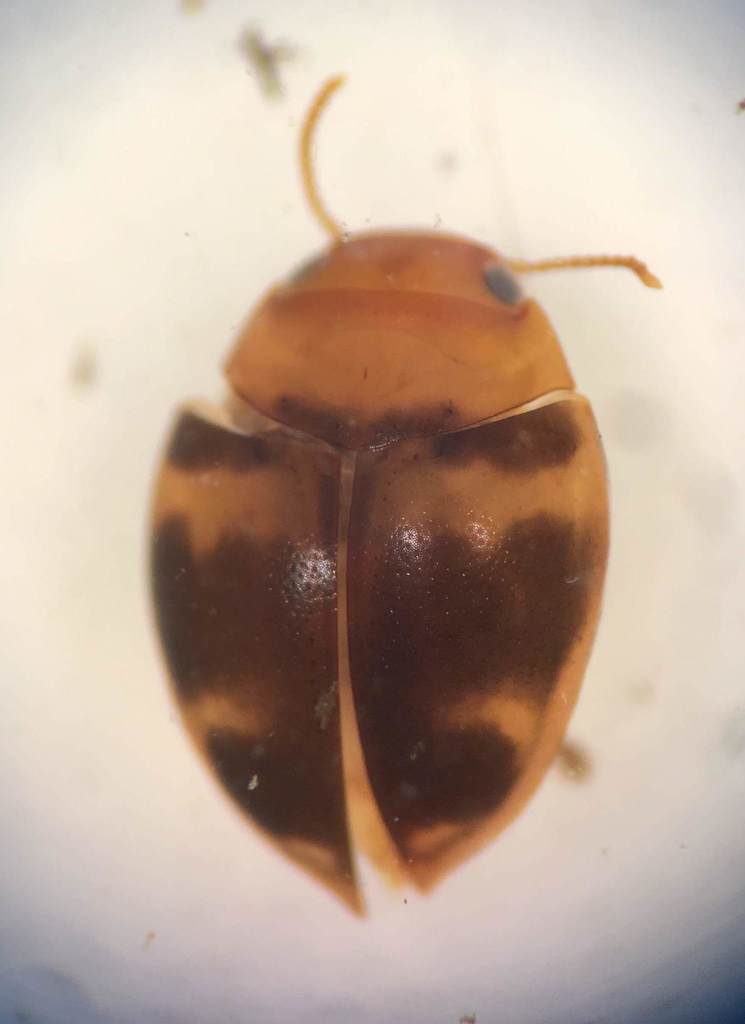Hydrovatus pustulatus