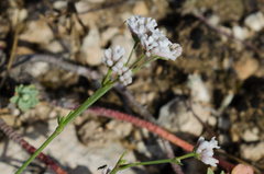 Asperula rumelica