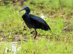 Egretta ardesiaca