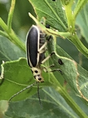 Trirhabda bacharidis