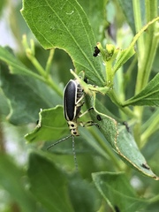 Trirhabda bacharidis