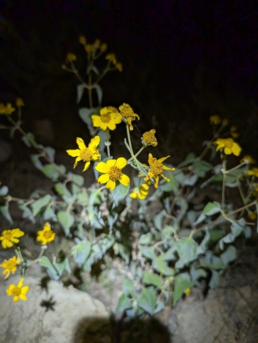 Image of Bahiopsis tomentosa by no rights reserved