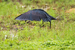 Egretta ardesiaca