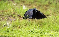 Egretta ardesiaca