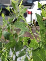 Trirhabda bacharidis