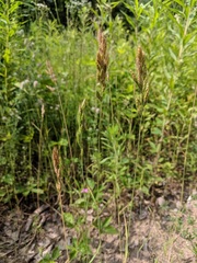 Bromus hordeaceus hordeaceus