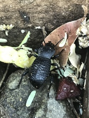 Cryptoglossa variolosa