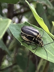 Trirhabda bacharidis