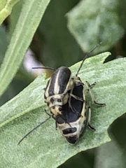 Trirhabda bacharidis