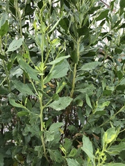 Trirhabda bacharidis