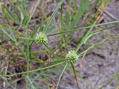 Cyperus lupulinus macilentus