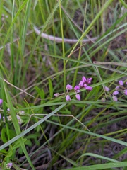 Polygala polygama