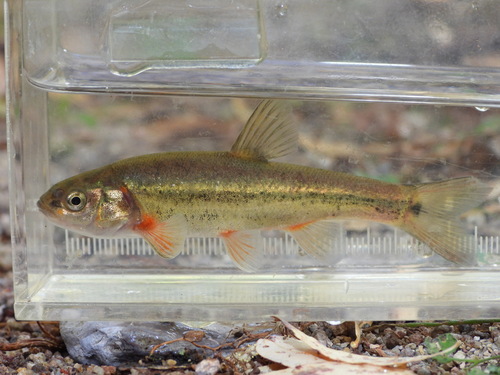 Sonora Chub