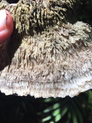 Leucophellinus hobsonii