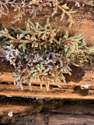 Utah Spikemoss (Selaginella utahensis)