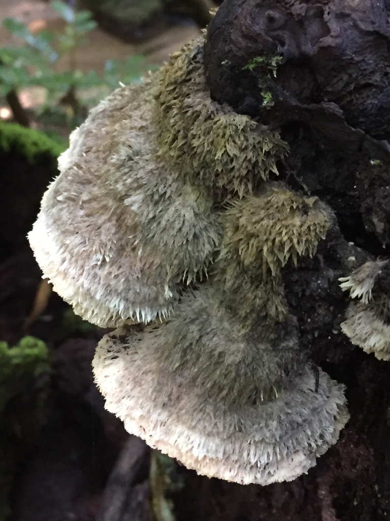 Leucophellinus