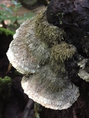 Leucophellinus hobsonii