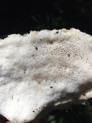 Leucophellinus hobsonii