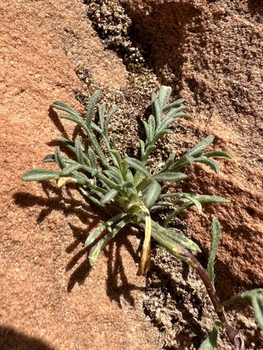 Image of Erigeron sionis by (c) Matt Berger, some rights reserved (CC BY)