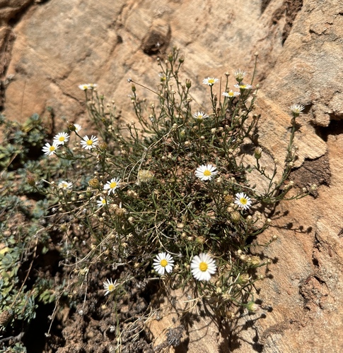 Zion Fleabane (Erigeron sionis)