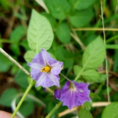 Solanum stoloniferum