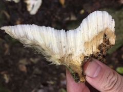 Leucophellinus hobsonii