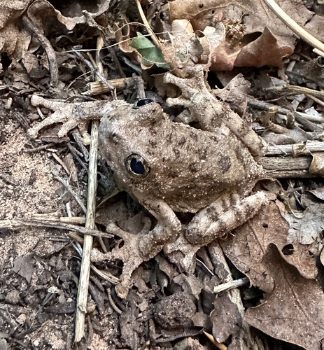 Canyon Tree Frog photographed in Utah