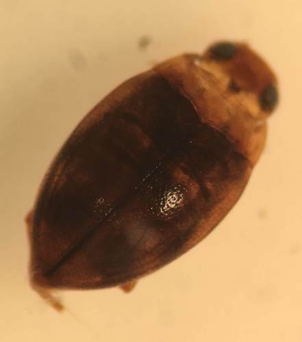 Granular Predaceous Diving Beetle