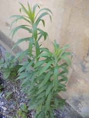 Erigeron sumatrensis