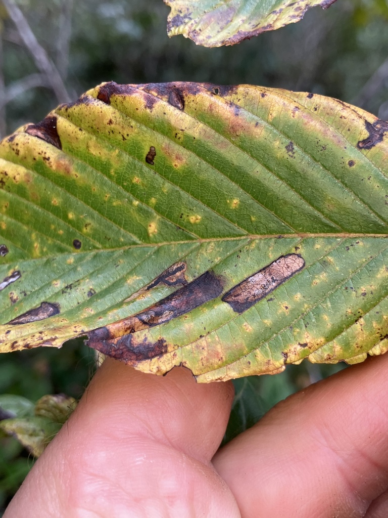 Apophthisis congregata