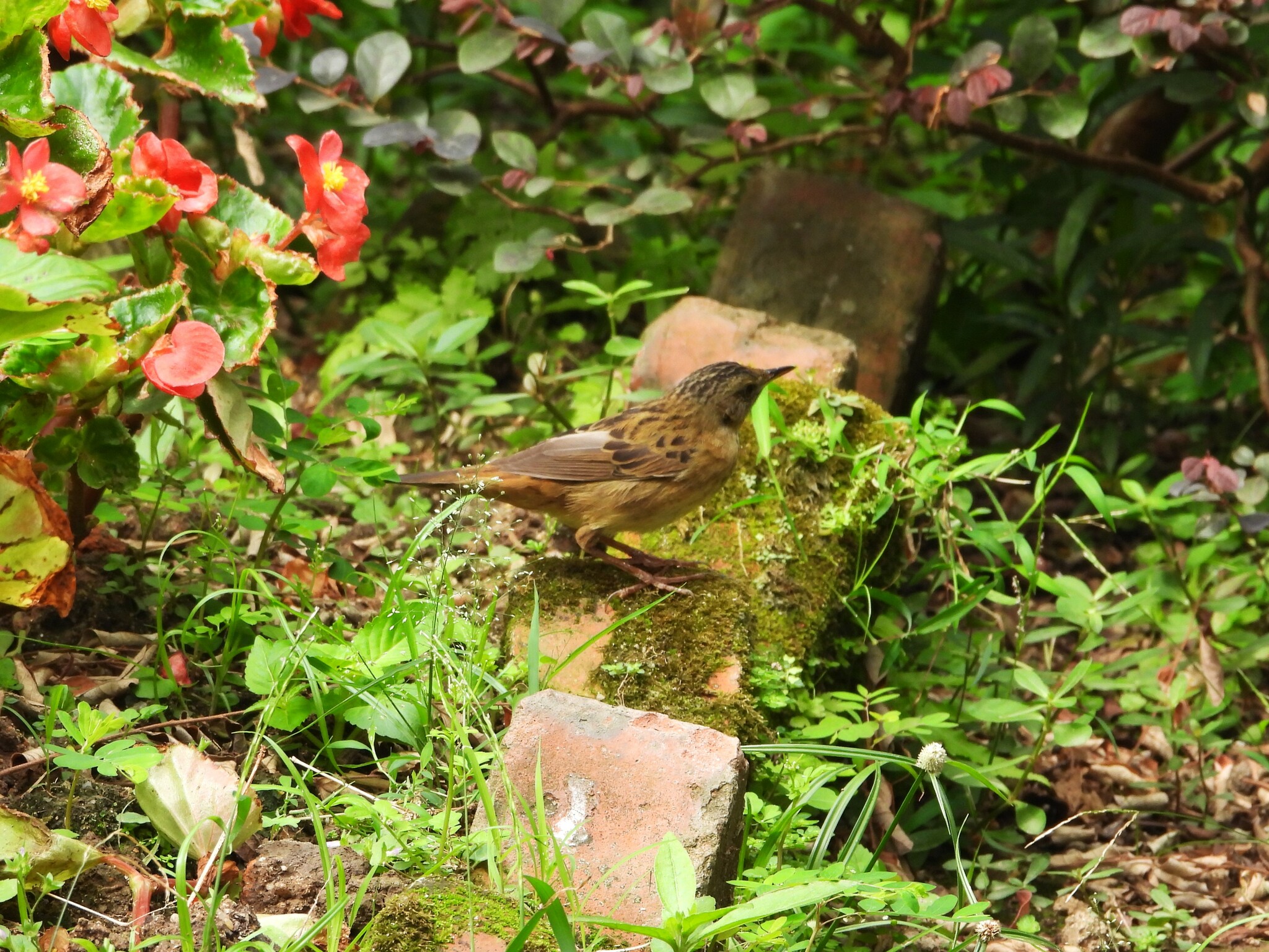 Pallas's Grasshopper Warbler