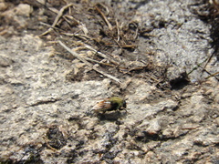 Sericomyia flagrans