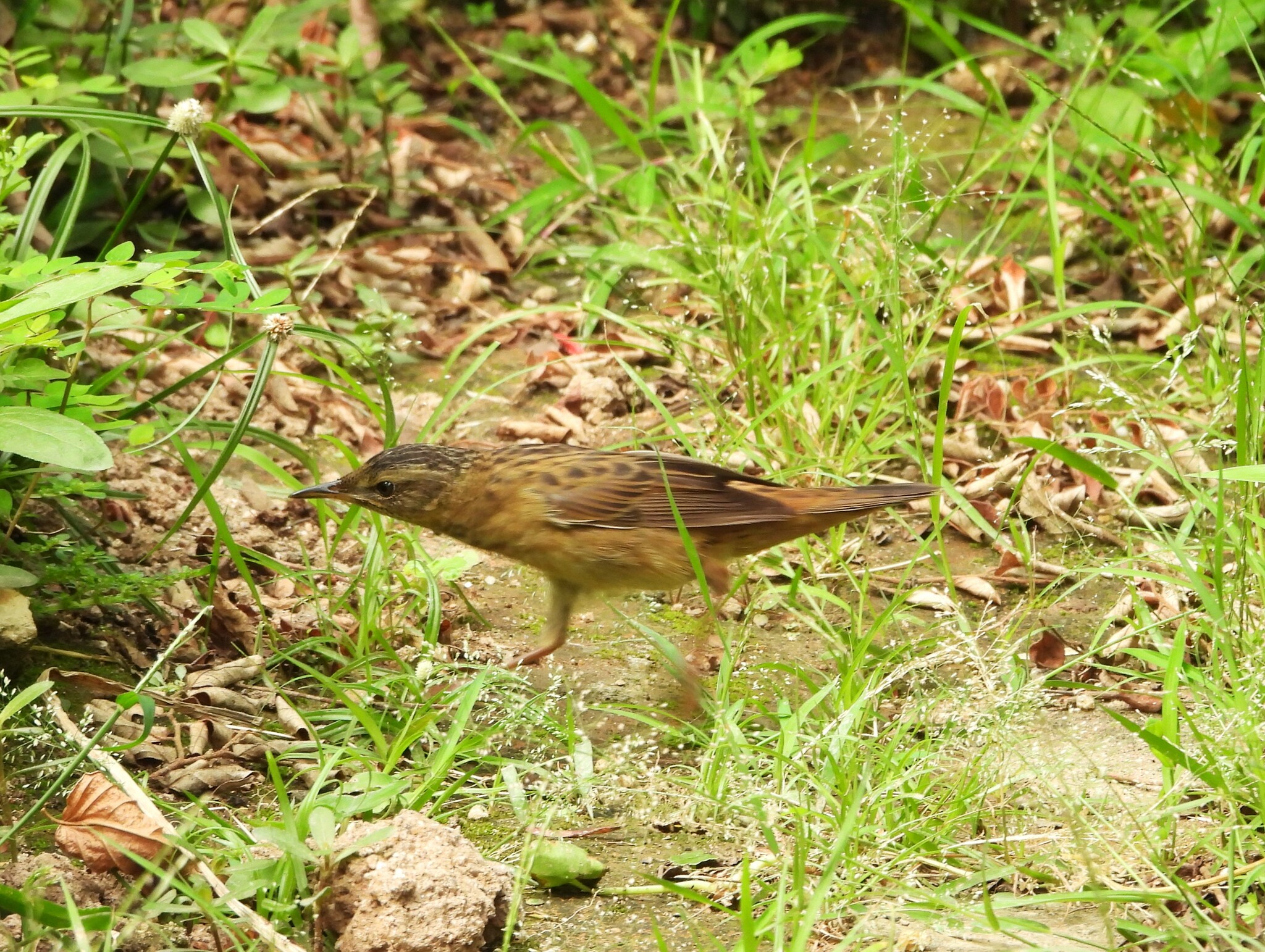 Pallas's Grasshopper Warbler